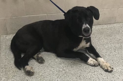 Photo of Noah, adoptable Labrador Retriever in Conroe, Texas