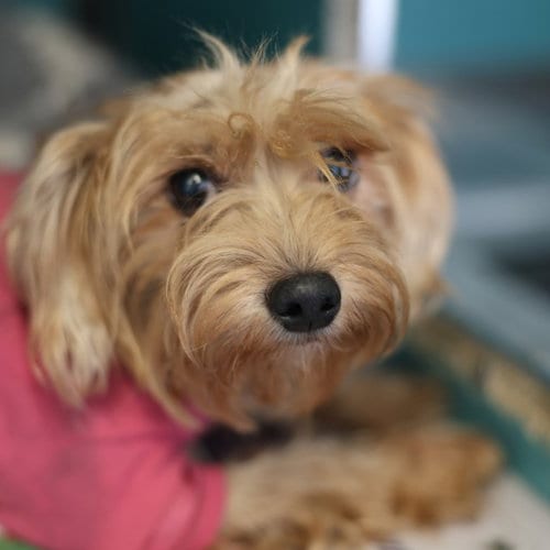 Photo of River, adoptable Yorkshire Terrier Yorkie in San Antonio, Texas