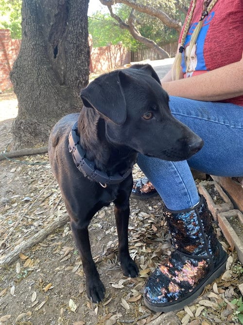 Photo of Nero, adoptable Black Labrador Retriever in San Antonio, Texas