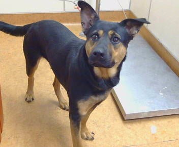 Photo of Honey, adoptable German Shepherd Dog in Sacramento, California