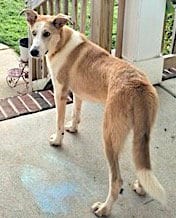 Photo of Mochila, adoptable Labrador Retriever in Mount Airy, North Carolina
