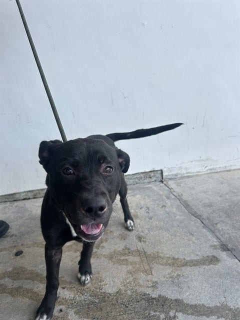 Photo of Alahia, adoptable Terrier mix in Miami, Florida