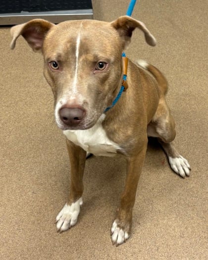 Photo of Modern, adoptable dog in Chamblee, Georgia