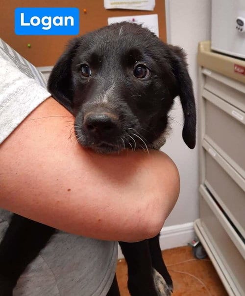 Photo of Winston, adoptable Labrador Retriever in Bolivar, Missouri