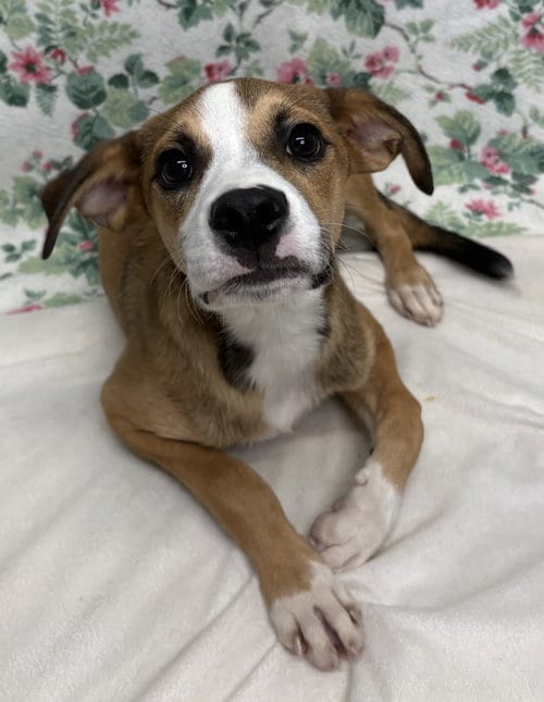 Photo of Bud, adoptable Terrier in Wetumpka, Alabama