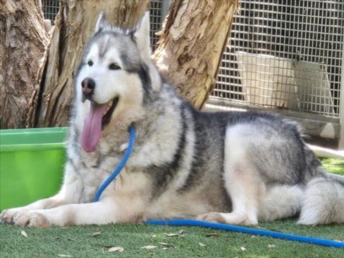 Photo of Hudson, adoptable Husky in Los Angeles, California