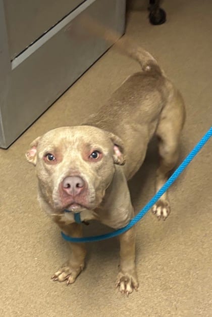 Photo of Chutney, adoptable dog in Chamblee, Georgia