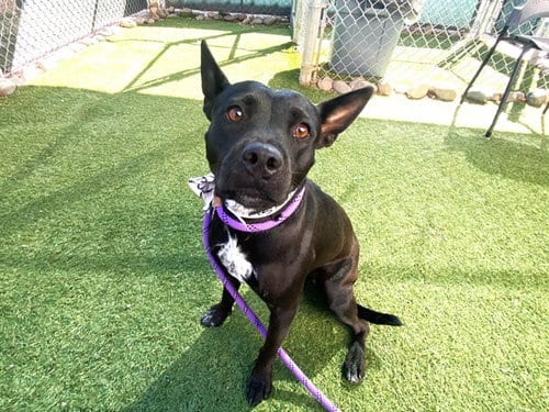Photo of Jubilee, adoptable American Pit Bull Terrier in Phoenix, Arizona