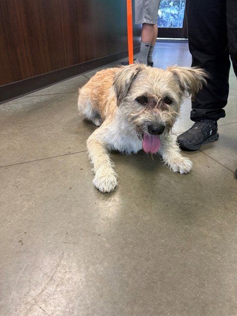 Photo of A171706, adoptable Border Terrier in Bakersfield, California