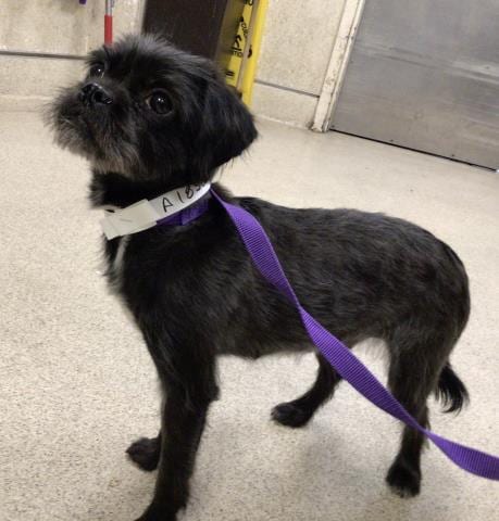Photo of Lilo, adoptable Terrier in Riverside, California