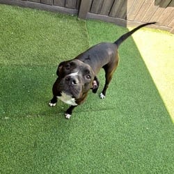 Photo of Mississippi 0231, adoptable Labrador Retriever Mixed Breed (Medium) in Loxahatchee, Florida