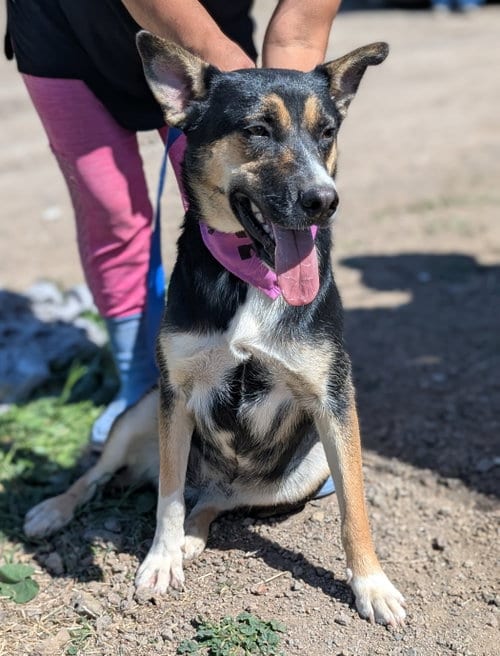 Photo of Tacoma, adoptable Shepherd in San Diego, California