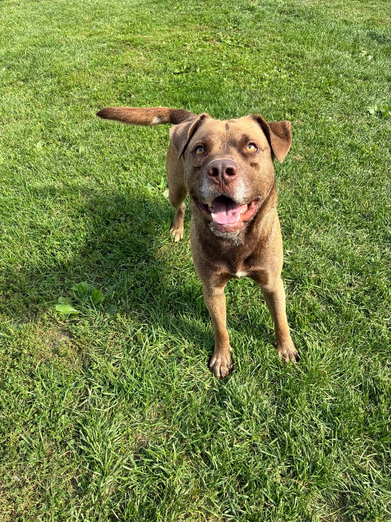 Photo of Marland, adoptable Labrador Retriever in New Cumberland, West Virginia