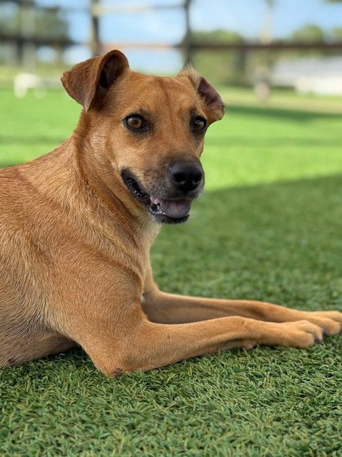 Photo of Pilar, adoptable Terrier in oakland, Florida