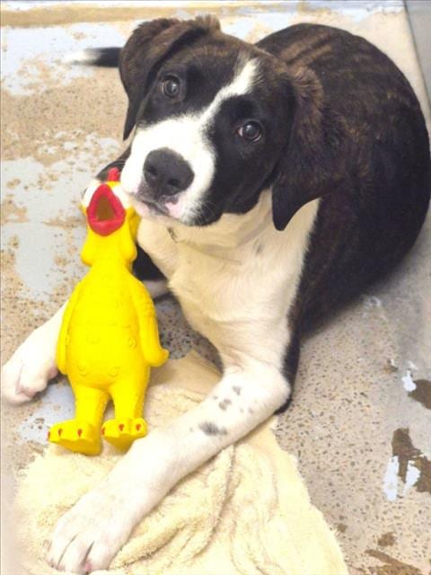 Photo of Cherry, adoptable Staffordshire Bull Terrier in Houston, Texas