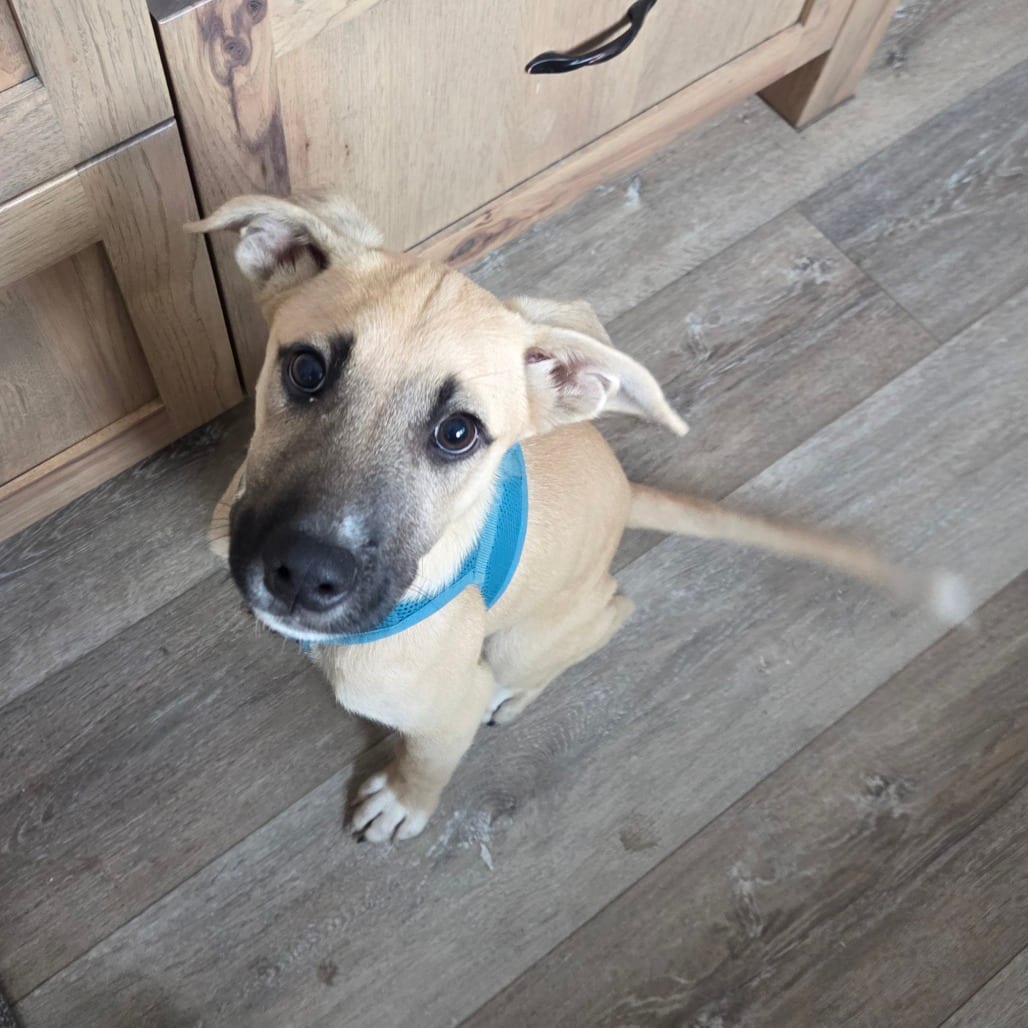 Photo of Rango, adoptable Mixed Breed (Medium) in Bend, Oregon