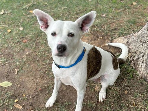 Photo of Nala Nadine, adoptable Jack Russell Terrier (Parson Russell Terrier) in Waco, Texas