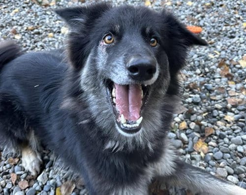 Photo of Sophia, adoptable Husky in Anchorage, Alaska