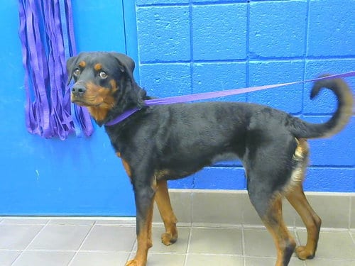 Photo of Charlotte, adoptable Rottweiler in Albuquerque, New Mexico