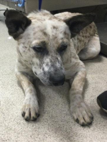 Photo of Coyote, adoptable Australian Shepherd in Riverside, California