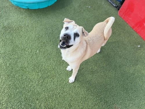 Photo of Poppy, adoptable Chinese Shar-Pei in Miami, Florida
