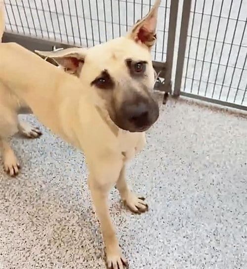 Photo of A660539, adoptable Black Mouth Cur in Houston, Texas