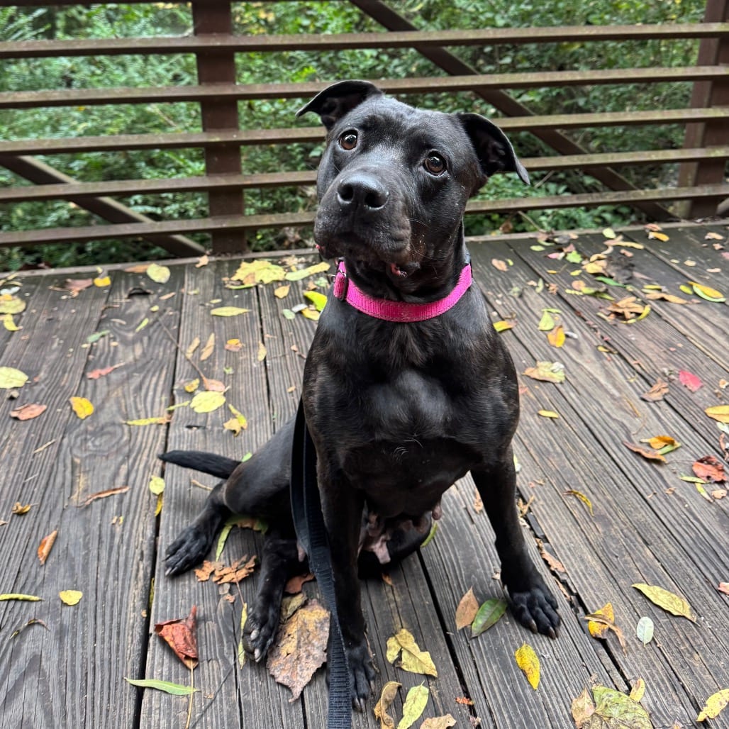 Photo of Mama Luna, adoptable Terrier, Pit Bull in Greensboro, North Carolina