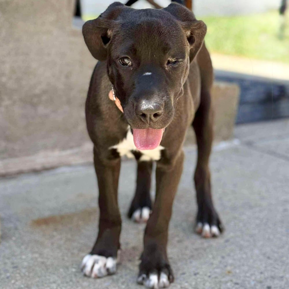 Photo of Marie Laveau, adoptable Bulldog / Mixed Breed (Medium) in Whitestone, New York