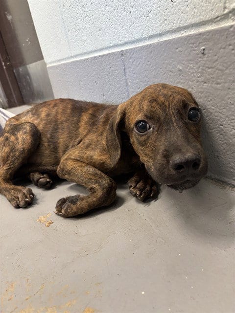 Photo of Tokyo, adoptable Mastiff in Corpus Christi, Texas