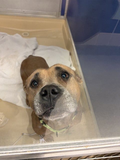 Photo of Sunday, adoptable American Bulldog in Miami, Florida