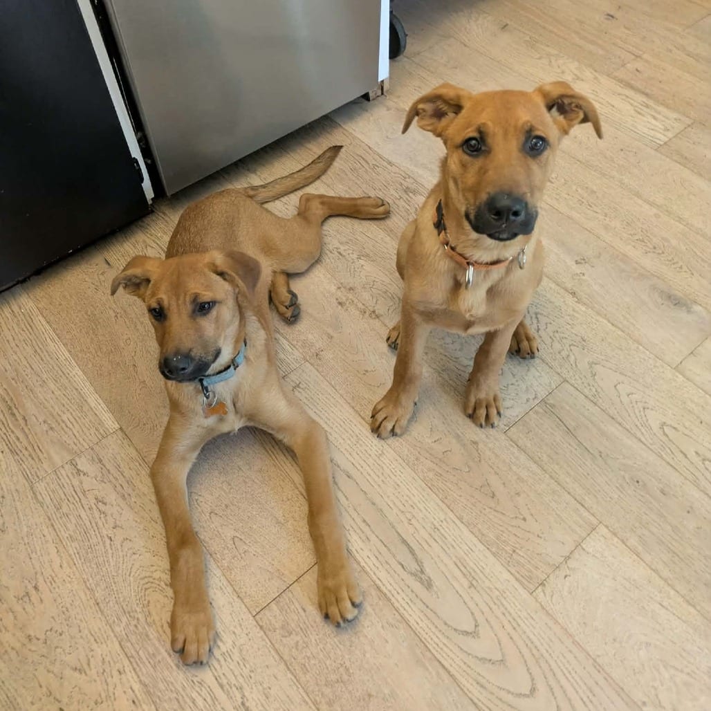 Photo of Phoenix - Male Puppy 2, adoptable Shepherd, German / Rottweiler in Bend, Oregon
