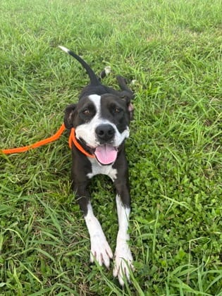 Photo of Zoe, adoptable Terrier in New Orleans, Louisiana