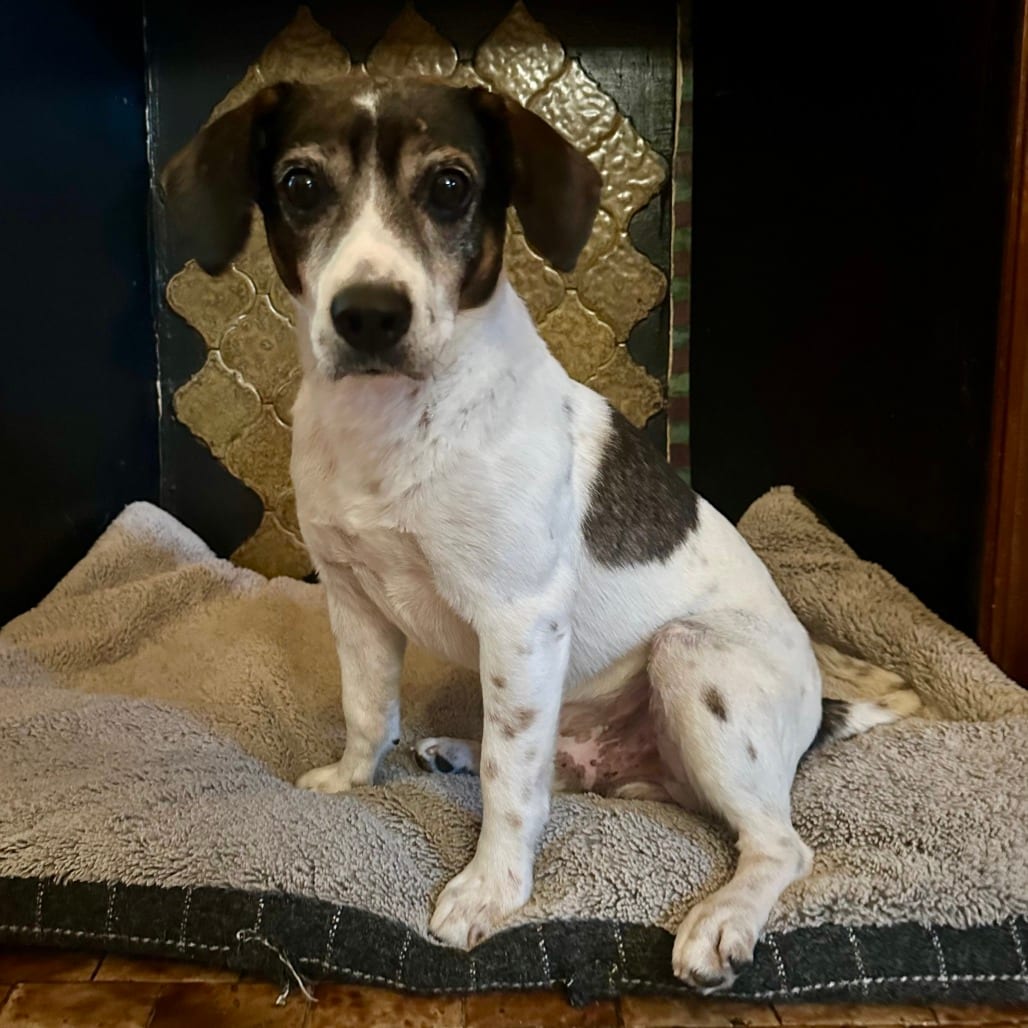 Photo of Bandit, adoptable Beagle in Fairfax Station, Virginia