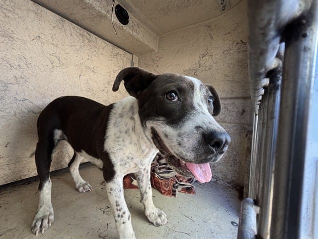 Photo of Freckles, adoptable Pit Bull Terrier mix in Oklahoma City, Oklahoma