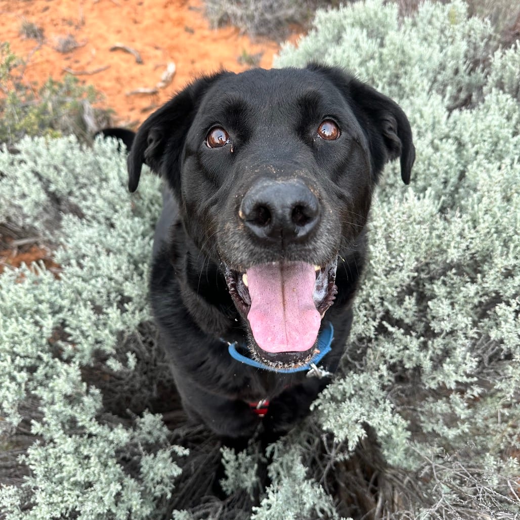 Photo of Kevin, adoptable Retriever, Black Labrador / Mixed Breed (Large) in Kanab, Utah