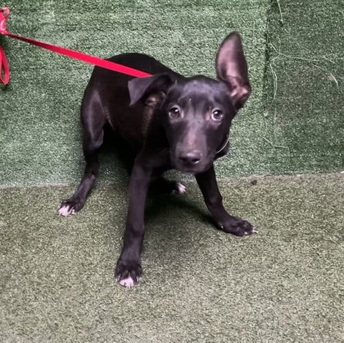 Photo of Yankee, adoptable German Shepherd Dog in Lancaster, California