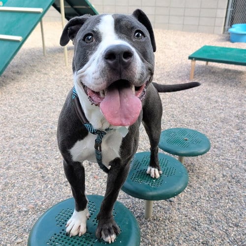 Photo of Ambrosia, adoptable American Pit Bull Terrier in Mesa, Arizona