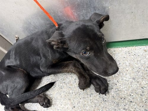 Photo of Skits, adoptable Labrador Retriever in Pasadena, Texas