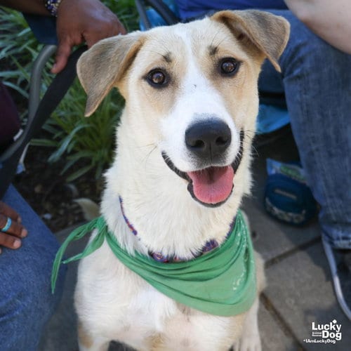 Photo of Lemon, adoptable Labrador Retriever in Washington, District of Columbia