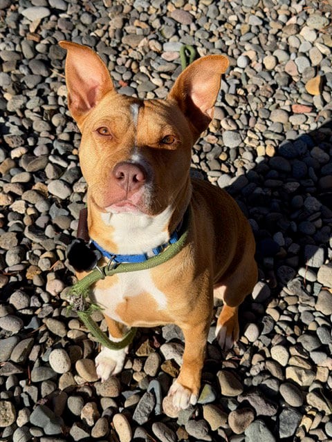 Photo of Nana, adoptable American Staffordshire Terrier in Berkeley, California