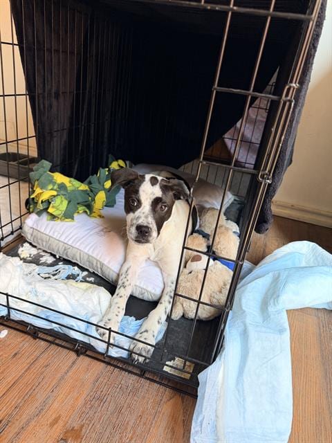 Photo of Pepper, adoptable Australian Cattle Dog/Blue Heeler in San Antonio, Texas