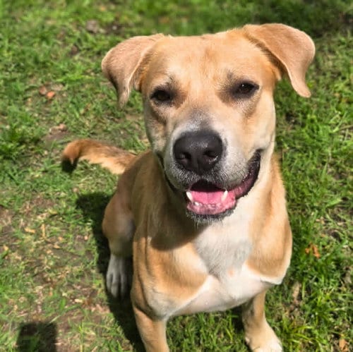 Photo of Paddington, adoptable Black Mouth Cur in Anniston, Alabama