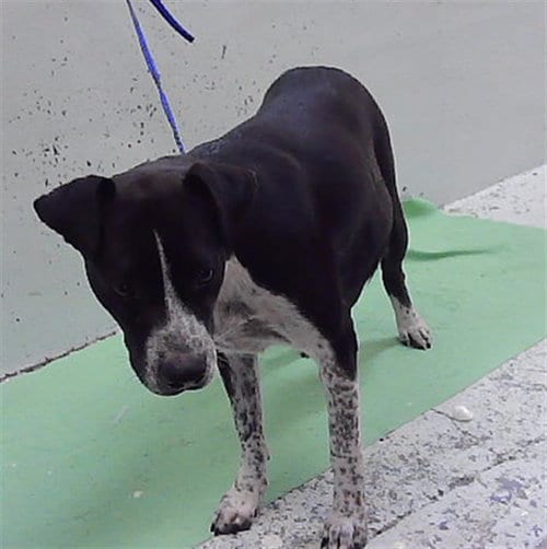 Photo of Pepper, adoptable American Staffordshire Terrier in Houston, Texas