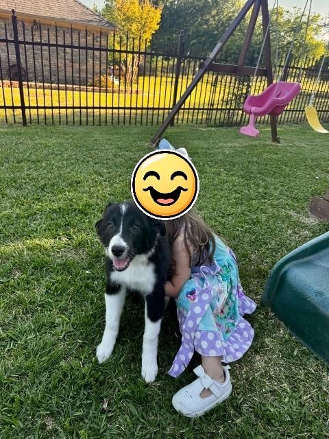 Photo of Ariel, adoptable Border Collie in Texas