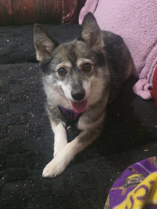 Photo of Maikoh, adoptable Husky in Holly Springs, North Carolina