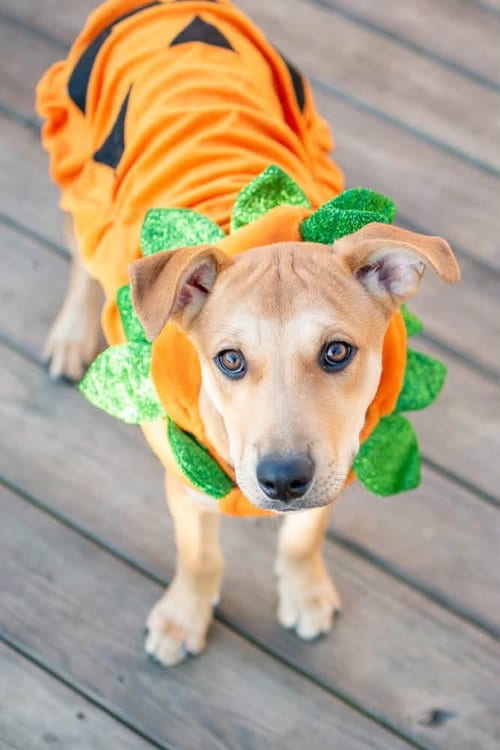 Photo of Crackers, adoptable Labrador Retriever in Germantown, Ohio