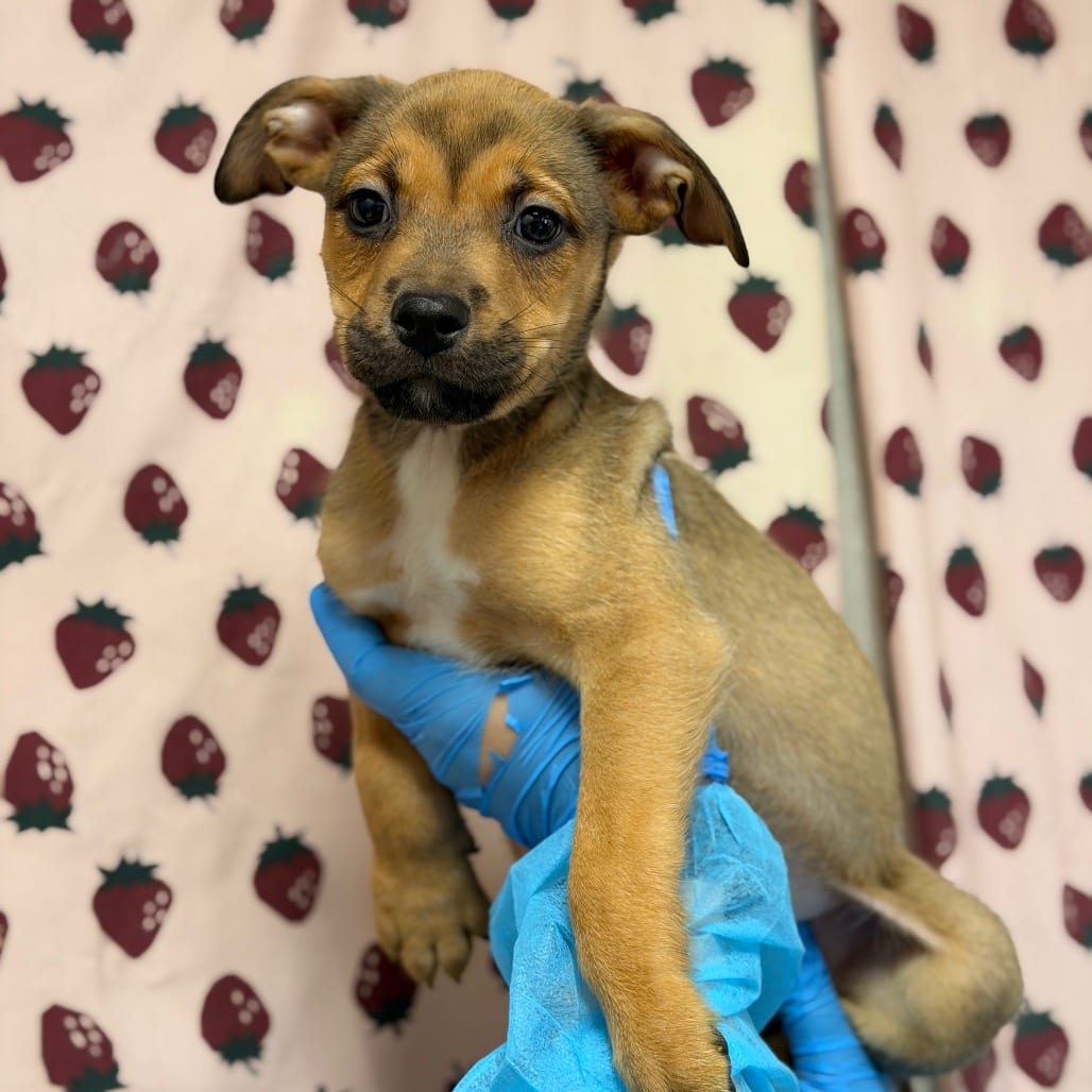 Photo of Marty, adoptable Shepherd, German / Terrier in San Antonio, Texas