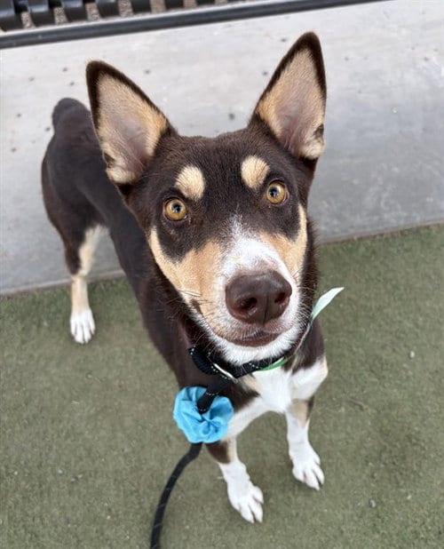 Photo of Jello, adoptable German Shepherd Dog in Phoenix, Arizona