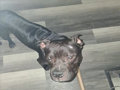 Photo of Marco, adoptable Staffordshire Bull Terrier in Houston, Texas