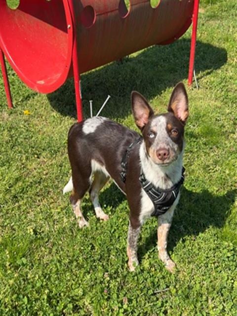 Photo of Wrangler, adoptable Australian Cattle Dog/Blue Heeler in Murfreesboro, Tennessee